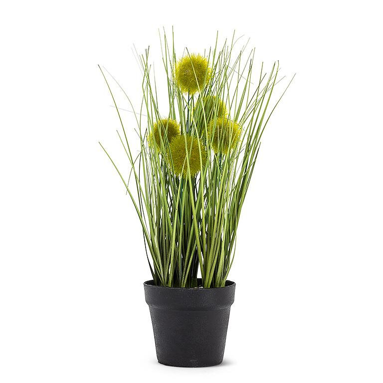 Pompom Grass in pot  Product Image